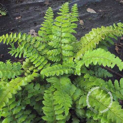 Afbeelding bij Glansschildvaren - Polystichum polyblepharum 