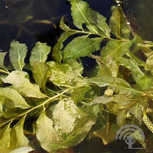 Afbeelding bij Glanzend fonteinkruid - Potamogeton lucens