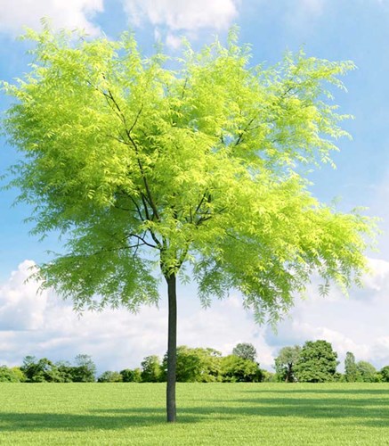 Afbeelding bij Gleditsia / Valse Christusdoorn 