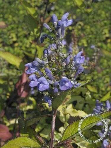 Afbeelding bij Glidkruid - Scutellaria incana 