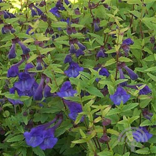 Afbeelding bij Glidkruid - Scutellaria scordiifolia 