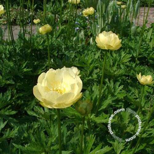 Afbeelding bij Globebloem - Trollius &#039;Alabaster&#039;