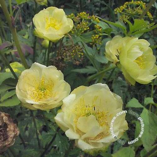 Afbeelding bij Globebloem - Trollius &#039;Cheddar&#039; 