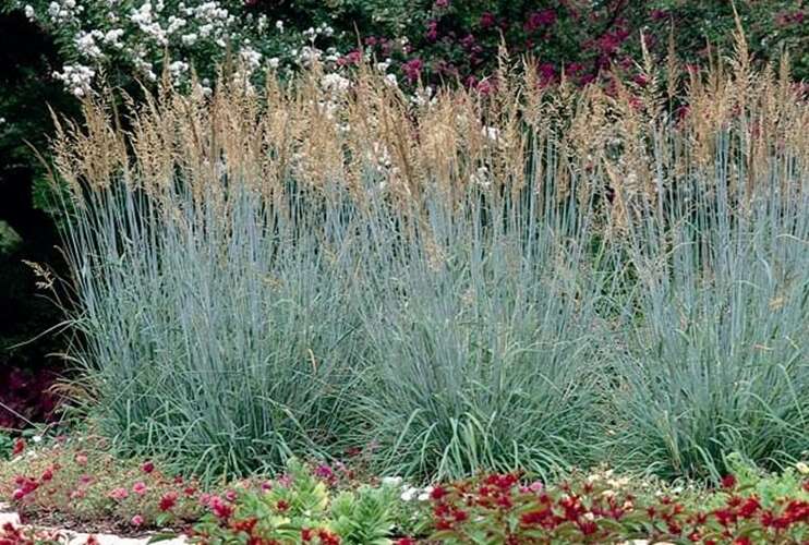 Afbeelding bij Goudbaardgras - Sorghastrum nutans 'Sioux Blue' 