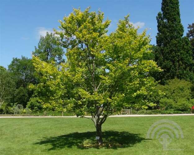 Afbeelding bij Goudbeuk - Fagus syl. 'Zlatia'