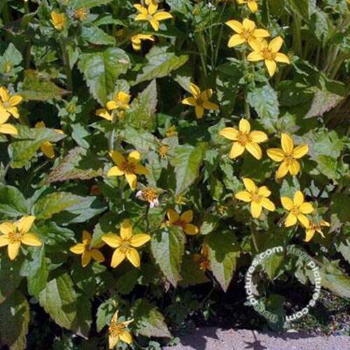 Afbeelding bij Goudster - Chrysogonum virginianum 