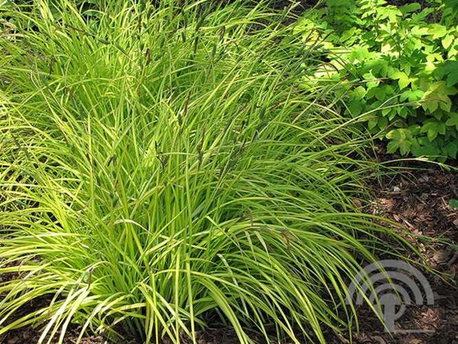 Afbeelding bij Gouden zegge - Carex 'Golden Bowles'