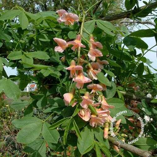 Afbeelding bij Goudenregen - Laburnocytisus adamii
