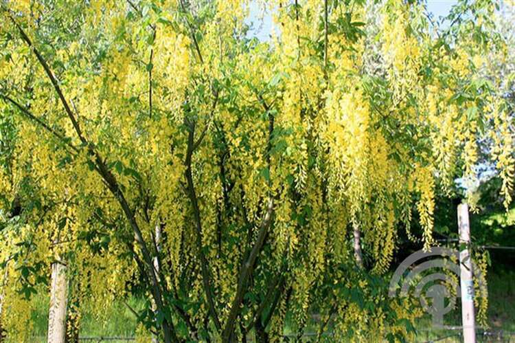 Afbeelding bij Goudenregen - Laburnum wat. &#039;Vossii&#039;