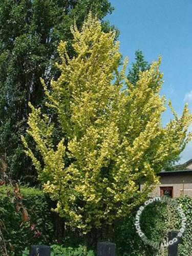 Goudiep Ulmus holl. 'Wredei'