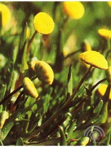 Afbeelding bij Goudknopje - Cotula coronopifolia
