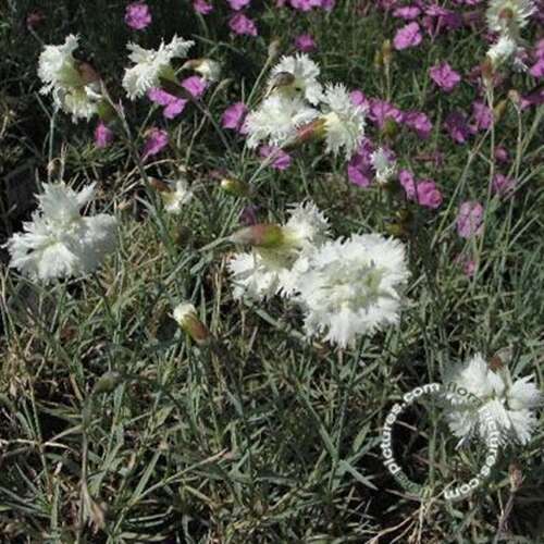 Afbeelding bij Grasanjer - Dianthus (P) &#039;Albus Plenus&#039; 