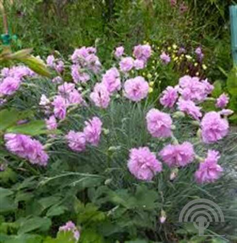 Afbeelding bij Grasanjer - Dianthus (P) &#039;Double Rose&#039;