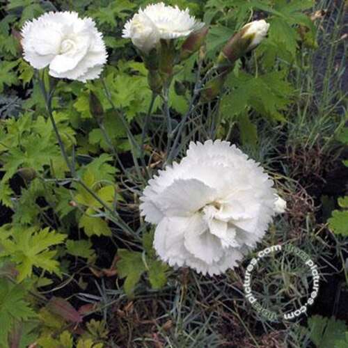 Afbeelding bij Grasanjer - Dianthus (P) 'Haytor White' 