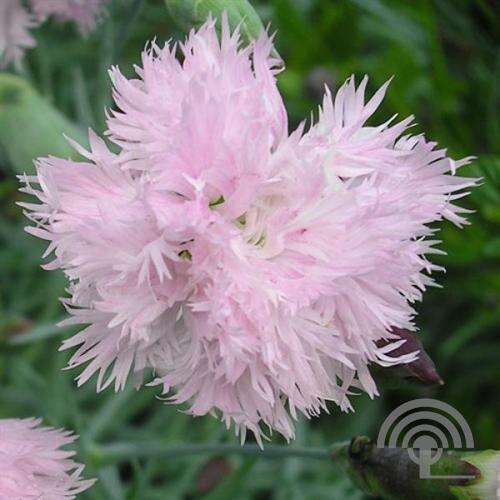 Afbeelding bij Grasanjer - Dianthus (P) &#039;Maggie&#039; 