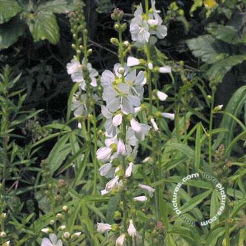 Afbeelding bij Griekse malva - Sidalcea candida
