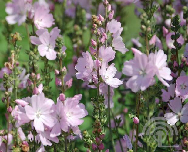 Afbeelding bij Griekse malva - Sidalcea &#039;Elsie Heugh&#039; 