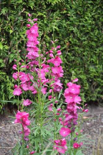 Afbeelding bij Griekse malva - Sidalcea oregana &#039;Brilliant&#039;