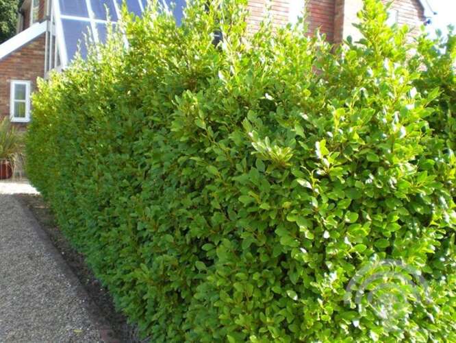 Afbeelding bij Griselinia - Griselinia Littoralis