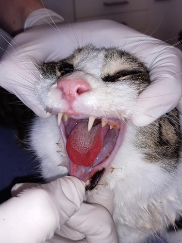 Afbeelding bij Groene aanslagreiniger geeft blaren bij huisdieren