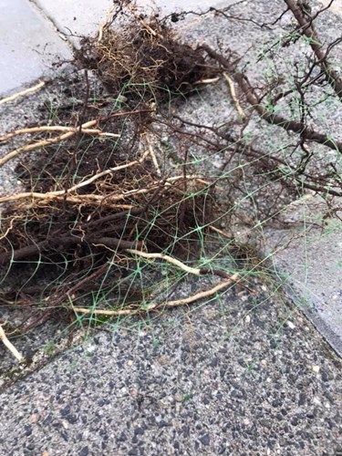 Afbeelding bij Groene netten in graszoden verteren niet