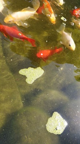 Afbeelding bij Groene substantie in vijverwater