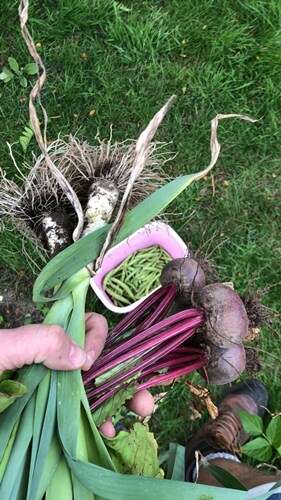 Afbeelding bij Grond verbeteren moestuin 