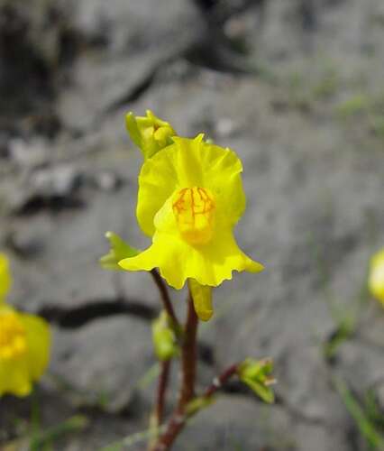 Afbeelding bij Groot blaasjeskruid - Utricularia vulgaris 