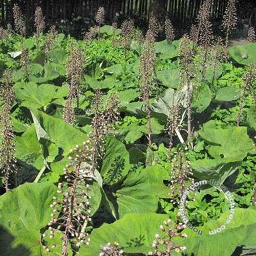 Afbeelding bij Groot hoefblad - Petasites hybridus 