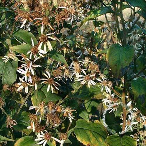 Afbeelding bij Grootbladige Aster macrophyllus 