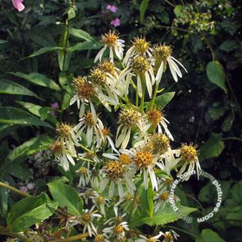 Afbeelding bij Grootbladige Aster macrophyllus &#039;Albus&#039; 