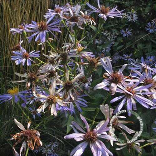 Afbeelding bij Grootbladige Aster macrophyllus &#039;Twilight&#039;