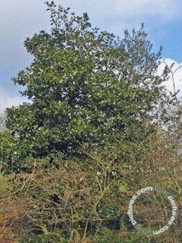 Afbeelding bij Grootbladige hulst - Ilex altaclerensis &#039;Camelliifolia&#039; 