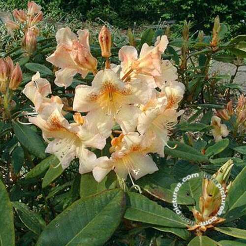 Afbeelding bij Grootbloemige hybride - Rhododendron (GH) 'Bernstein'