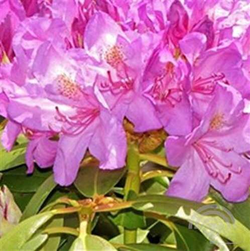 Afbeelding bij Grootbloemige hybride - Rhododendron (GH) 'Catawbiense Boursault'