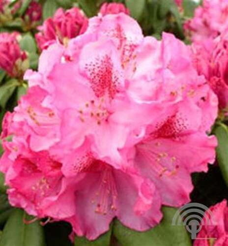 Afbeelding bij Grootbloemige hybride - Rhododendron (GH) 'Constanze'