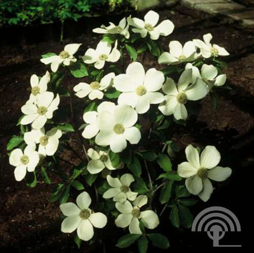 Afbeelding bij Grootbloemige kornoelje - Cornus nuttallii 'Monarch'