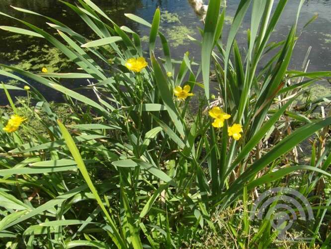 Afbeelding bij Grote boterbloem - Ranunculus lingua 