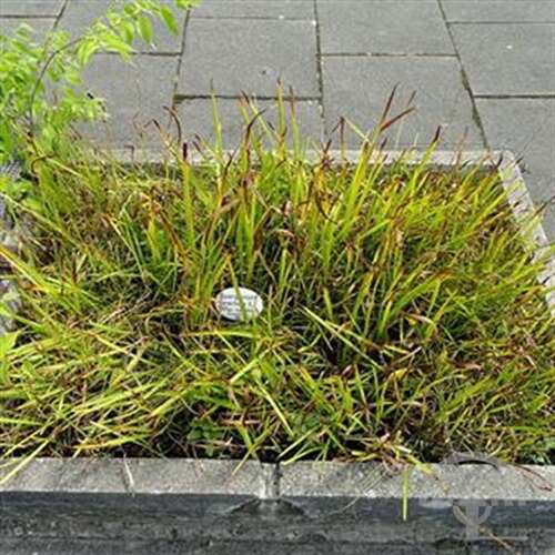 Afbeelding bij Grote egelskop - Sparganium erectum