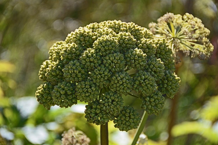 Afbeelding bij  Grote Engelwortel - Angelica Archangelica
