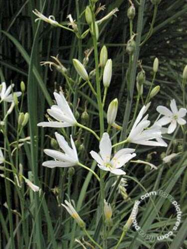Afbeelding bij Grote graslelie - Anthericum liliago