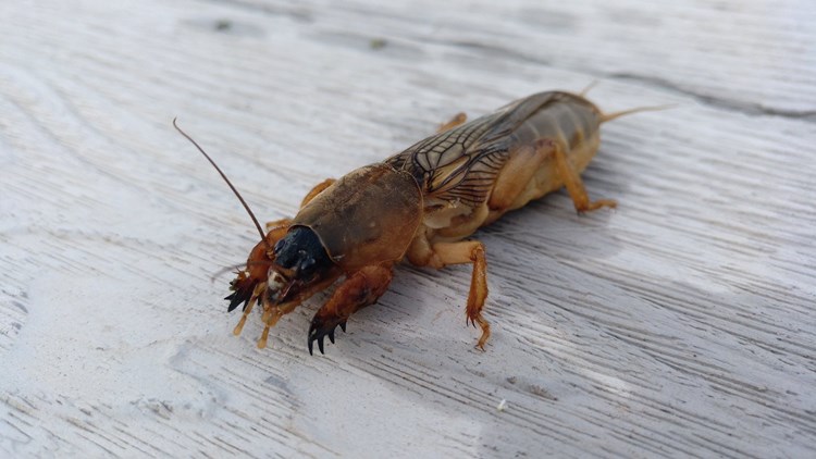 Afbeelding bij Groot insect met klauwen gevonden 