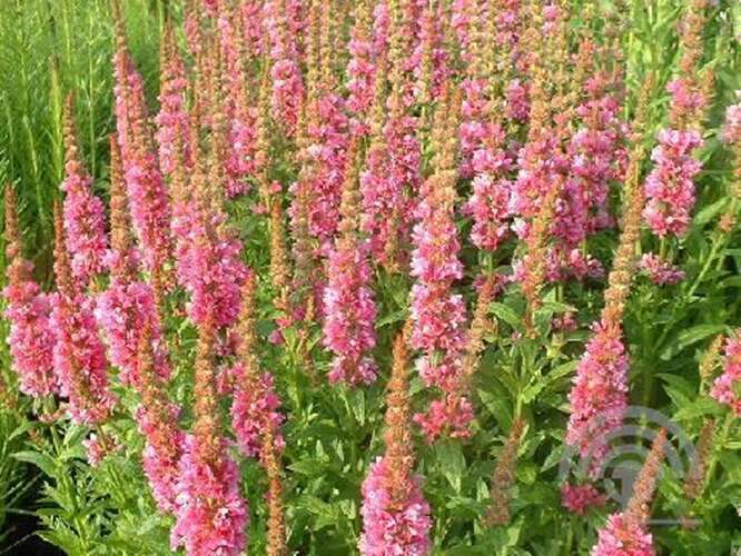 Afbeelding bij Grote kattenstaart - Lythrum sal. &#039;Blush&#039; 