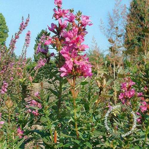 Afbeelding bij Grote kattenstaart - Lythrum sal. 'Morden Pink'