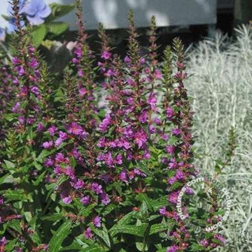 Afbeelding bij Grote kattenstaart - Lythrum sal. &#039;Robert&#039; 