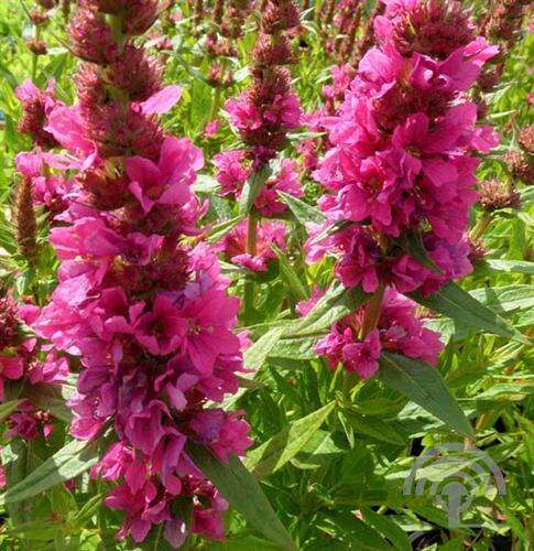 Afbeelding bij Grote kattenstaart - Lythrum sal. &#039;Robin&#039;