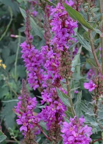 Afbeelding bij Grote kattenstaart - Lythrum salicaria 