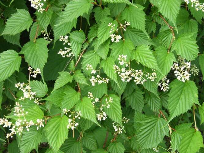 Afbeelding bij Grote kransspirea - Stephanandra tanakae