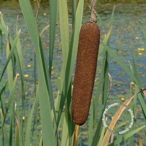 Afbeelding bij Grote lisdodde - Typha latifolia 