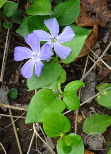 Afbeelding bij Grote maagdenpalm - Vinca major